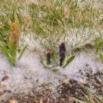 Hyacinty zasypané sněhem