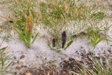 Hyacinty zasypané sněhem